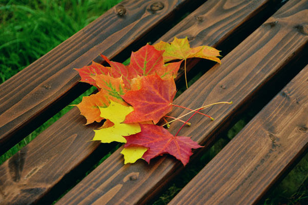 Feuilles - banc de parc